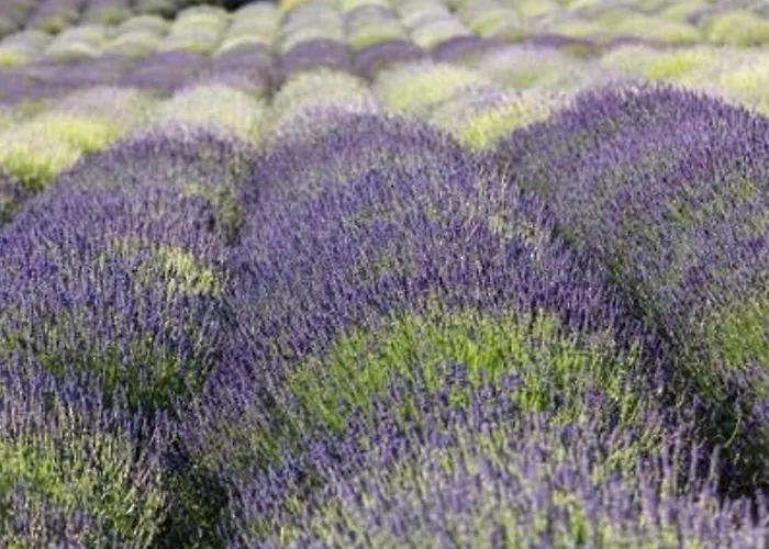 Avec Terrasse Et Parking, A 250 M De La D'aiguebelle, - Fr-1-251-187 Apartment Le Lavandou